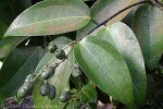 Enlarged Image of 'Cinnamomum verum'