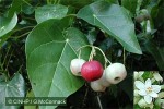 Enlarged Image of 'Hernandia nymphaeifolia'