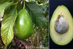 Enlarged Image of 'Persea americana'