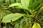Enlarged Image of 'Ascarina diffusa'