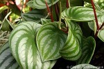 Enlarged Image of 'Peperomia argyreia'