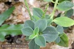 Enlarged Image of 'Peperomia blanda var. floribunda'