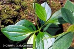 Enlarged Image of 'Peperomia pallida'