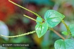 Enlarged Image of 'Peperomia pellucida'