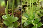 Enlarged Image of 'Peperomia wilderi'