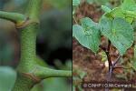 Enlarged Image of 'Piper methysticum'