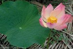 Enlarged Image of 'Nelumbo nucifera'