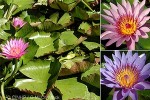 Enlarged Image of 'Nymphaea capensis cvs.'