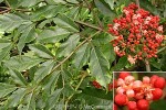 Enlarged Image of 'Nandina domestica'