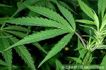 Enlarged Image of 'Cannabis sativa'