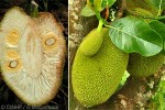 Enlarged Image of 'Artocarpus heterophyllus'