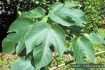 Paper Mulberry (Broussonetia papyrifera)