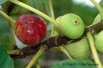 Enlarged Image of 'Ficus carica'