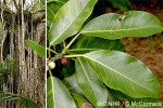 Enlarged Image of 'Ficus prolixa'