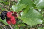 Enlarged Image of 'Morus alba'