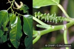 Streblus (Streblus anthropophagorum)