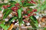 Enlarged Image of 'Laportea ruderalis'