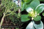 Polynesian Pilea (Pilea bisepala)