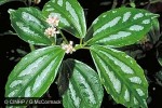 Aluminium Plant (Pilea cadierei)