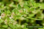 Enlarged Image of 'Pilea microphylla'