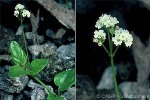 Enlarged Image of 'Boerhavia albiflora'