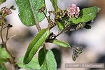 Enlarged Image of 'Boerhavia glabrata'