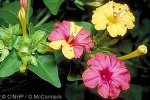 Enlarged Image of 'Mirabilis jalapa'