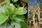Enlarged Image of 'Pisonia grandis'