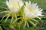 Enlarged Image of 'Hylocereus undutus'