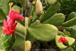 Enlarged Image of 'Nopalea cochenillifera'