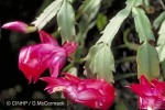 Enlarged Image of 'Schlumbergera truncata'