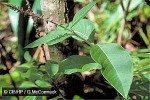 Enlarged Image of 'Achyranthes velutina'