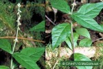 Enlarged Image of 'Cyathula prostrata'