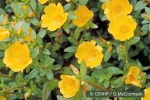 Enlarged Image of 'Portulaca grandiflora'