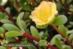 Pacific Pigweed (Portulaca lutea)