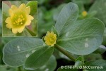 Weedy Pigweed (Portulaca oleracea)