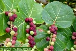 Enlarged Image of 'Coccoloba uvifera'
