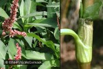 Enlarged Image of 'Polygonum glabra'