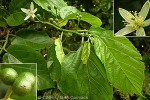 Enlarged Image of 'Grewia crenata'