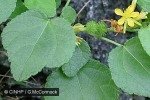Enlarged Image of 'Triumfetta procumbens'