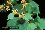 Enlarged Image of 'Triumfetta rhomboidea'