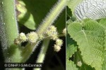 What Am I? Click to display answer!