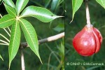 Enlarged Image of 'Sterculia foetida'