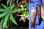 Enlarged Image of 'Ceiba pentandra'