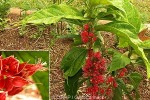 Enlarged Image of 'Goethea strictiflora'
