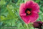 Enlarged Image of 'Hibiscus australensis cf.'