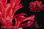 Fringed Hibiscus (Hibiscus schizopetalus)