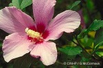 Rose-of-Sharon (Hibiscus syriacus)