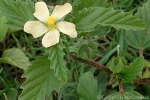 Enlarged Image of 'Malvastrum coromandelianum'