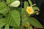 Enlarged Image of 'Sida rhombifolia'